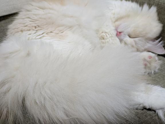 完熟バナナ立川店?れいな