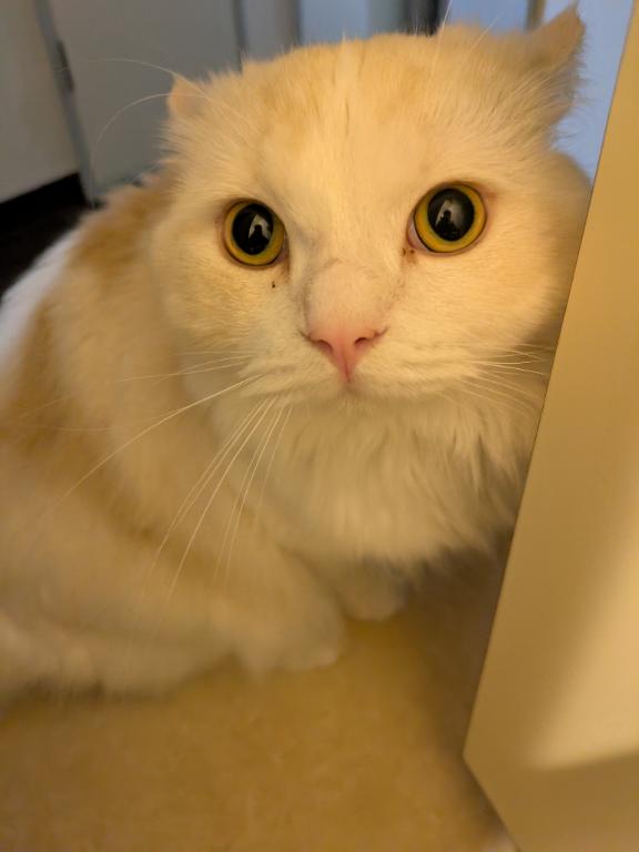 完熟バナナ立川店?れいな