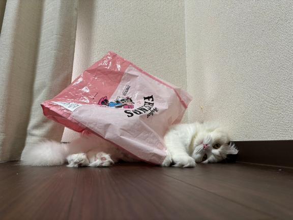 1枚目