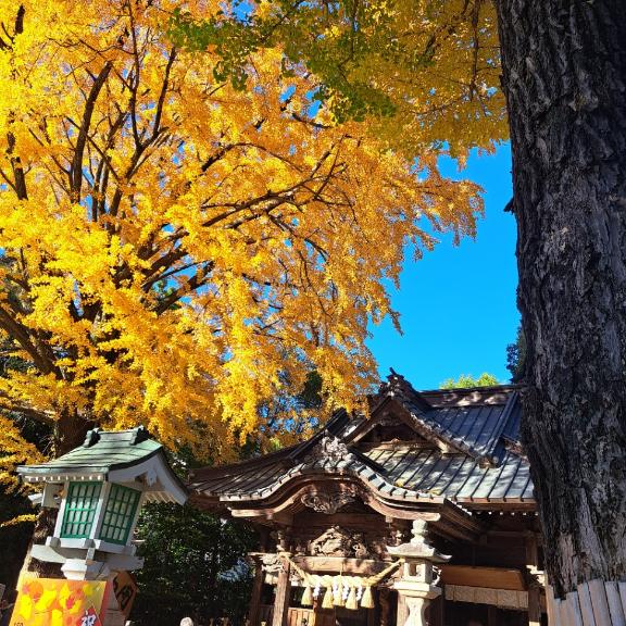 ?11月24日(月)?一粒万倍日?お仕事????