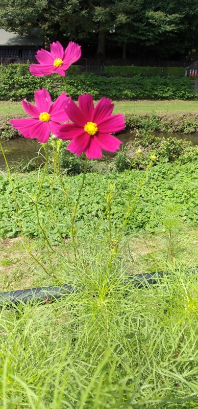 完熟ばなな立川店あいこです♪